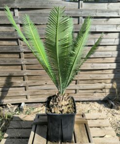 Dioon edule 15cm (rejet raciné)