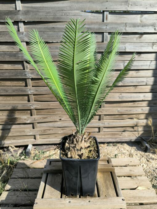 Dioon edule 15cm (rejet raciné)