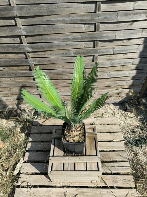 Dioon edule 15cm (rejet raciné) – Image 2