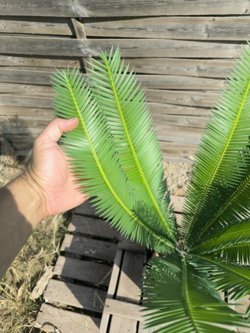 Dioon edule 15cm (rejet raciné) – Image 5