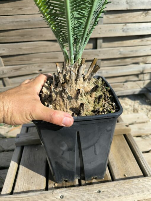 Dioon edule 15cm (rejet raciné) – Image 4