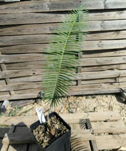 Dioon sonorense 5cm (rejet raciné) SOA