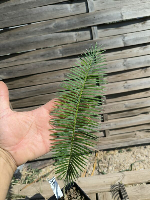 Cycadales