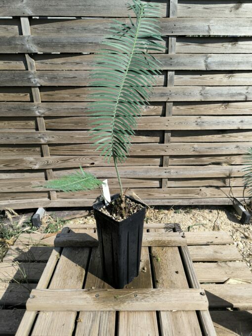 Dioon sonorense 5cm (rejet raciné, Double) SOB – Image 2