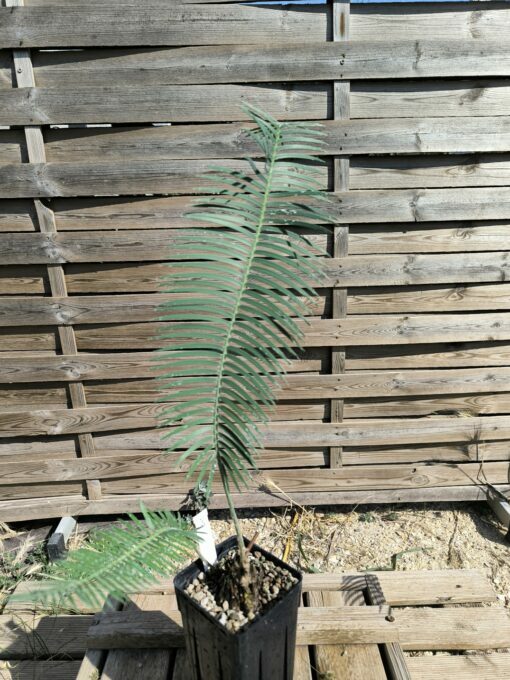 Dioon sonorense 5cm (rejet raciné, Double) SOB – Image 3