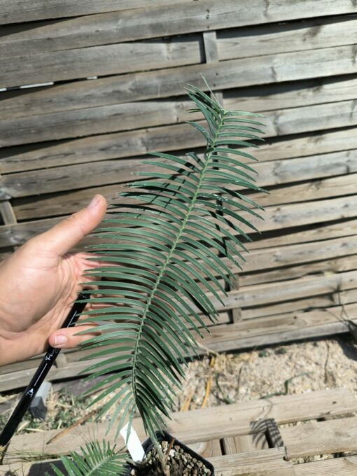 Dioon sonorense 5cm (rejet raciné, Double) SOB – Image 4