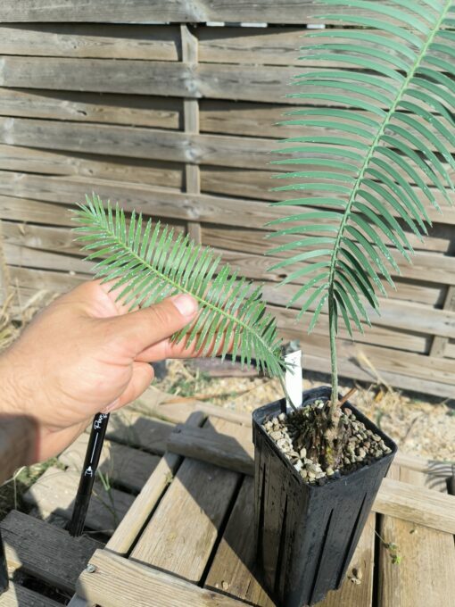Dioon sonorense 5cm (rejet raciné, Double) SOB – Image 5