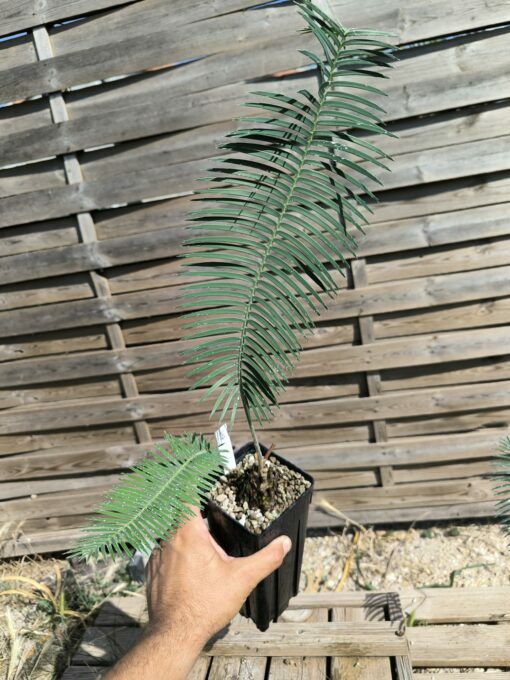 Dioon sonorense 5cm (rejet raciné, Double) SOB