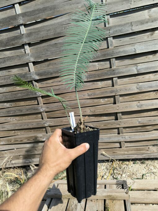 Dioon sonorense 5cm (rejet raciné, Double) SOB – Image 6