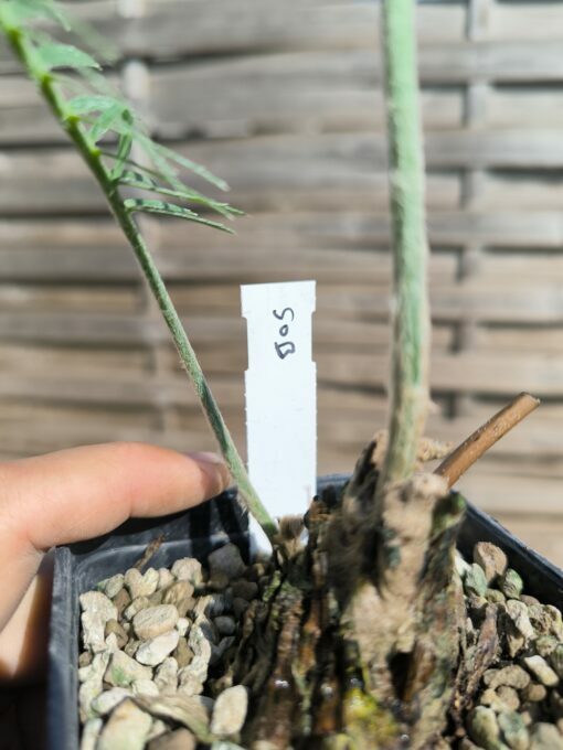 Dioon sonorense 5cm (rejet raciné, Double) SOB – Image 8