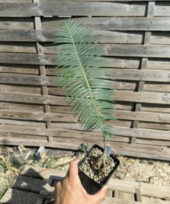 Dioon sonorense 5cm (rejet raciné, Double) SOC