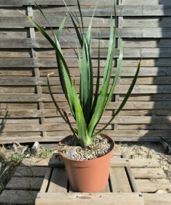 Dracaena draco ssp draco "Anaga"