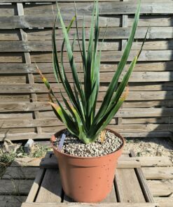 Dracaena draco ssp draco "Valsequillo"
