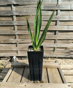 Dracaena draco ssp ajgal