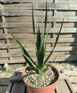 Dracaena draco ssp ajgal 2,5L