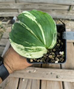 Kaempferia sp. Variegata
