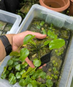 Nymphaea thermarum
