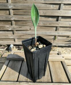 Phaedranassa cinerea