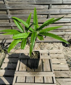 Plumeria alba "Guadeloupe" Double Greffé