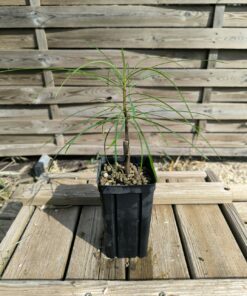 Plumeria filifolia 10-15cm Grafted