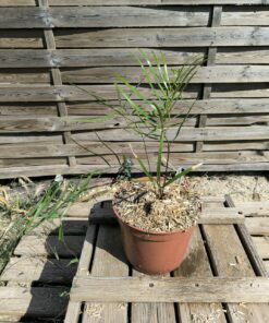 Zamia integrifolia x angustifolia, hybride rustique
