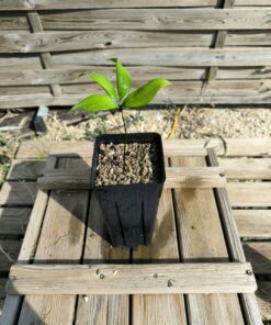 Zamia muricata