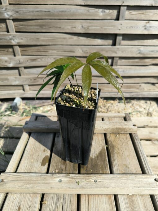 Zamia oreillyi - Image 3