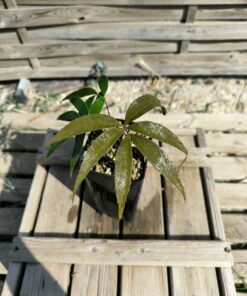 Zamia oreillyi