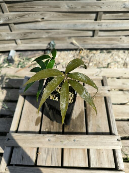 Zamia oreillyi