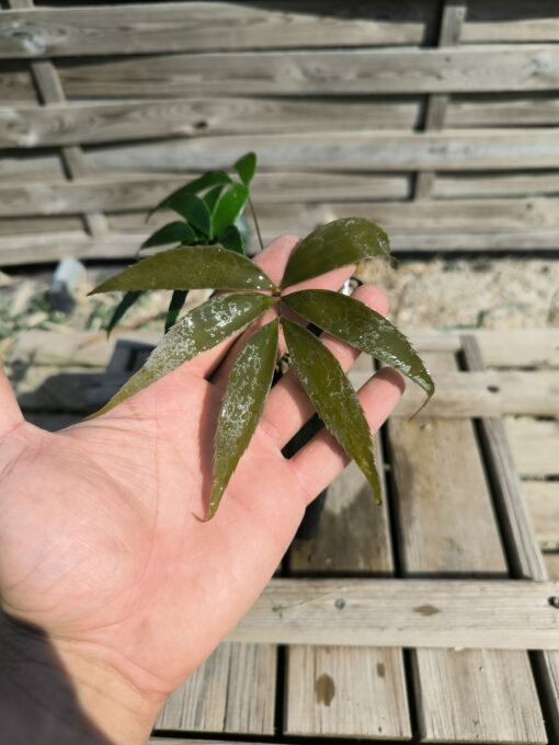 Zamia oreillyi - Image 4