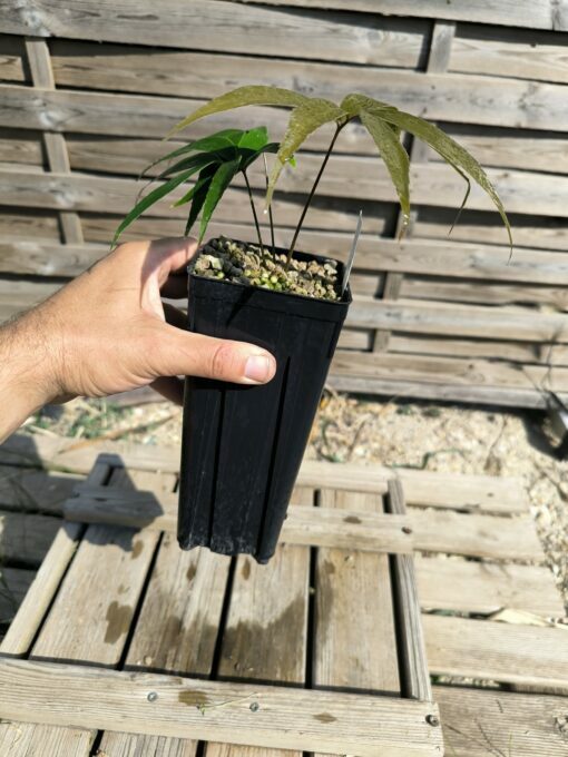 Zamia oreillyi - Image 6