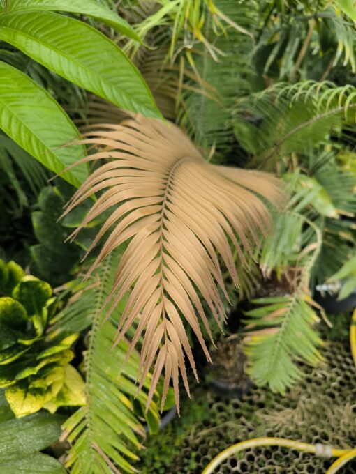 Zamia oreillyi - Image 7