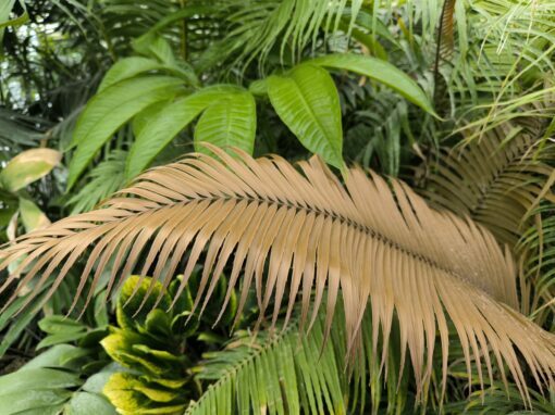 Zamia oreillyi - Image 8