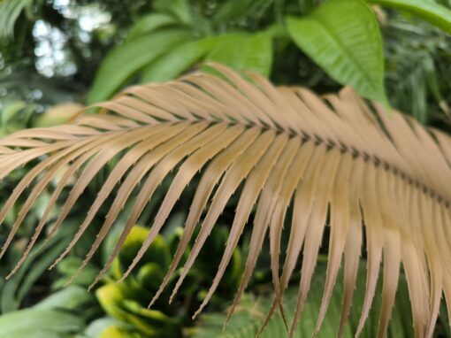 Zamia oreillyi - Image 2