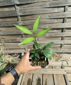 Zamia prasina