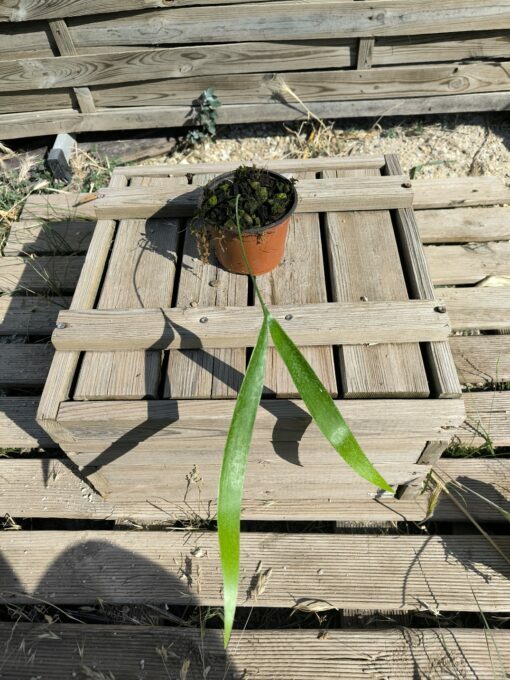 Zamia pseudoparasitica – Image 3