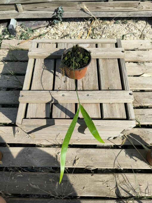 Zamia pseudoparasitica – Image 4