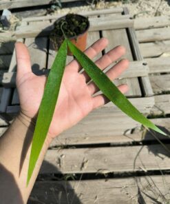 Zamia pseudoparasitica