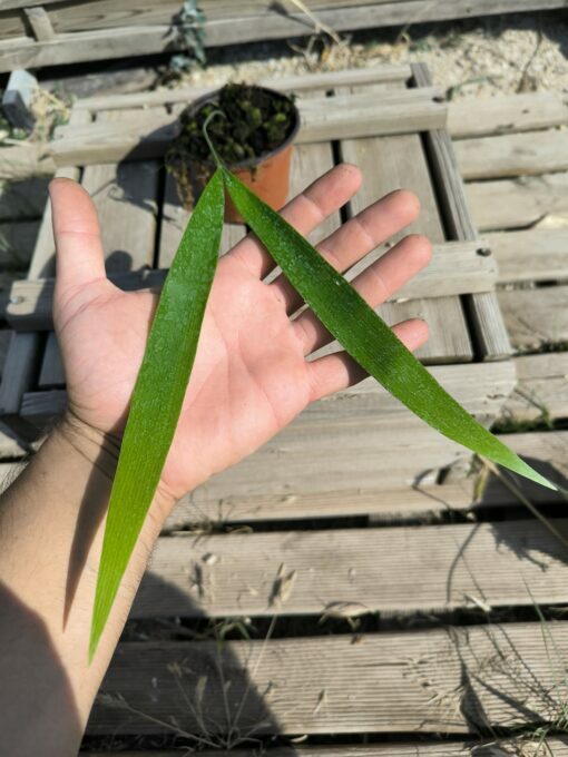 Zamia pseudoparasitica