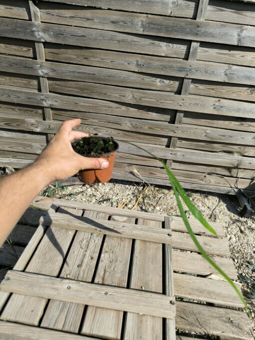 Zamia pseudoparasitica – Image 5