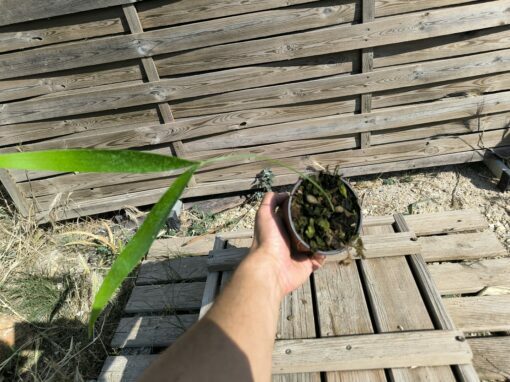Zamia pseudoparasitica – Image 6