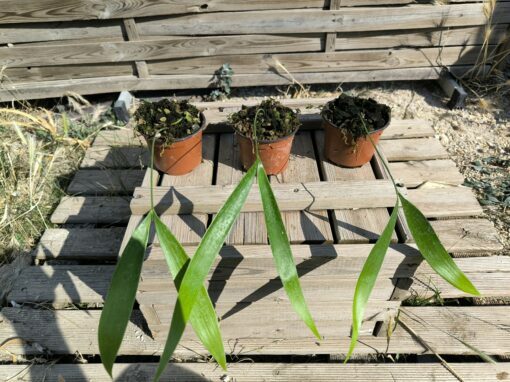 Zamia pseudoparasitica – Image 7