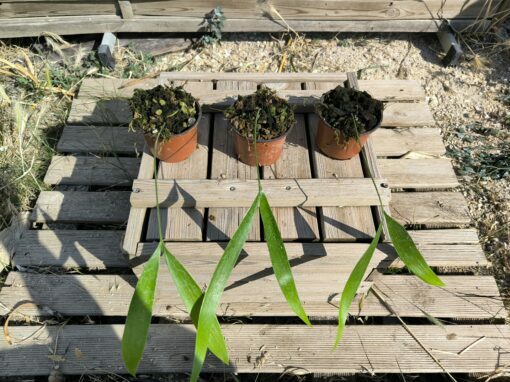 Zamia pseudoparasitica – Image 8