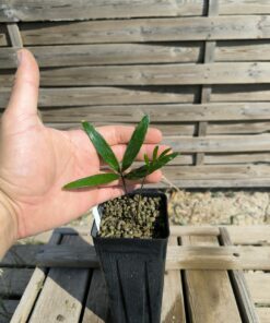 Zamia pumila