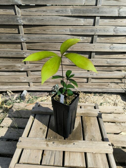 Zamia  purpurea "Large Grooved" x splendens hybrid - Image 3