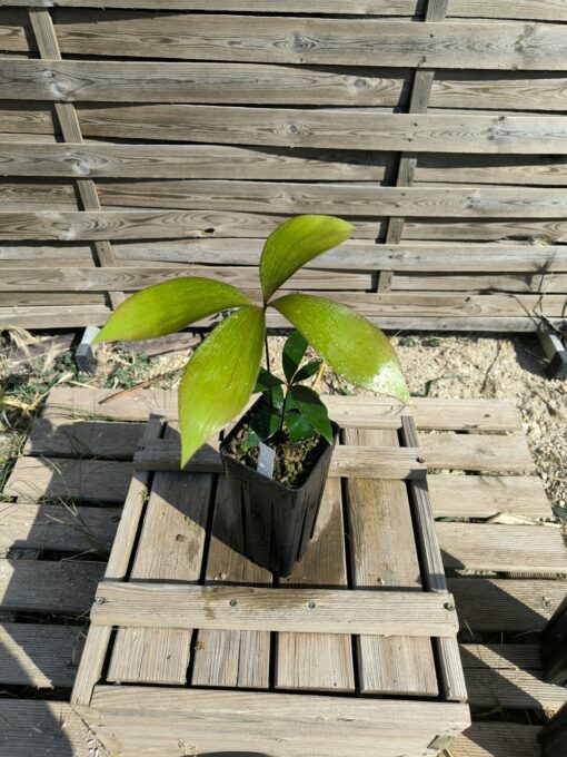 Zamia  purpurea "Large Grooved" x splendens hybrid - Image 4