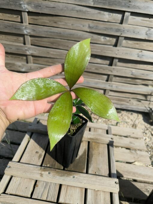 Zamia  purpurea "Large Grooved" x splendens hybrid - Image 5
