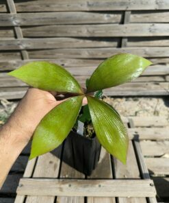 Zamia purpurea "Large Grooved" x splendens hybride
