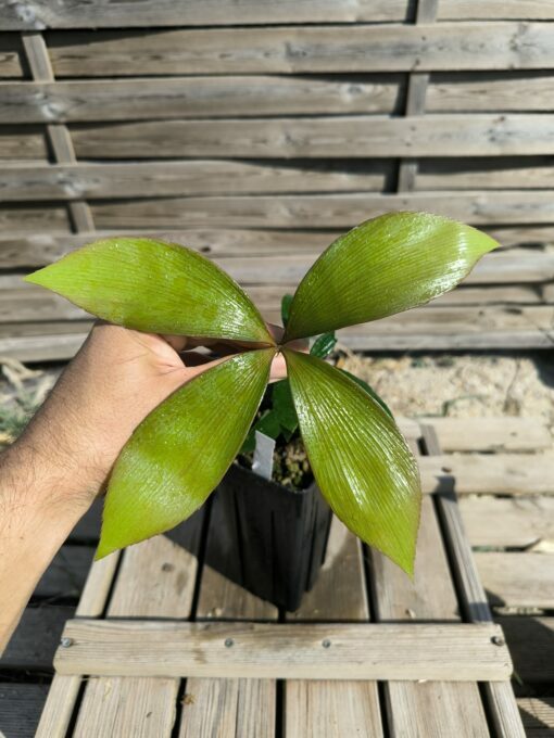 Zamia  purpurea "Large Grooved" x splendens hybrid