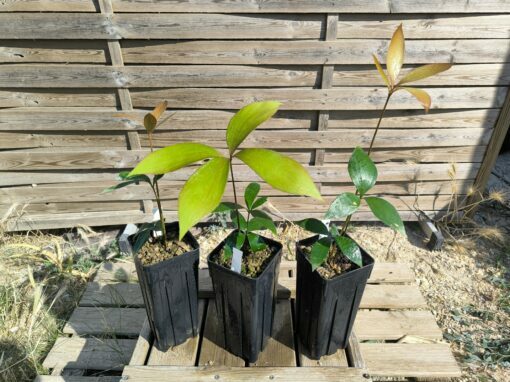 Zamia  purpurea "Large Grooved" x splendens hybrid - Image 6